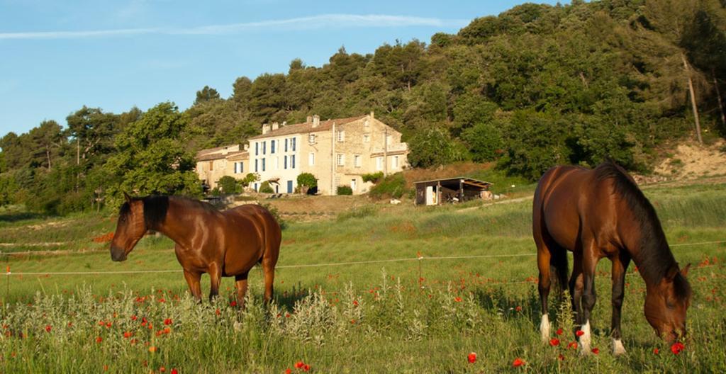 Domaine De Bertrandy Bed & Breakfast Allemagne-en-Provence