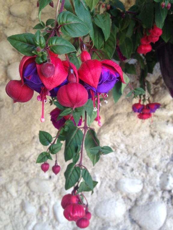 Bed & Breakfast Domaine De Bertrandy Allemagne-en-Provence